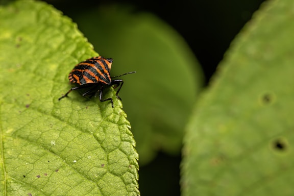 A bug with black and orange stripes sits on a textured green leaf. The background features a blurred green foliage.