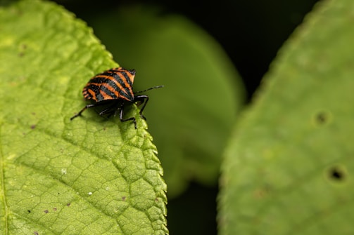A bug with black and orange stripes sits on a textured green leaf. The background features a blurred green foliage.