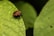 A bug with black and orange stripes sits on a textured green leaf. The background features a blurred green foliage.