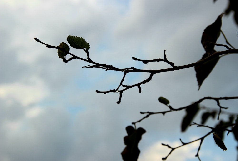 a tree branch with leaves against a cloudy sky