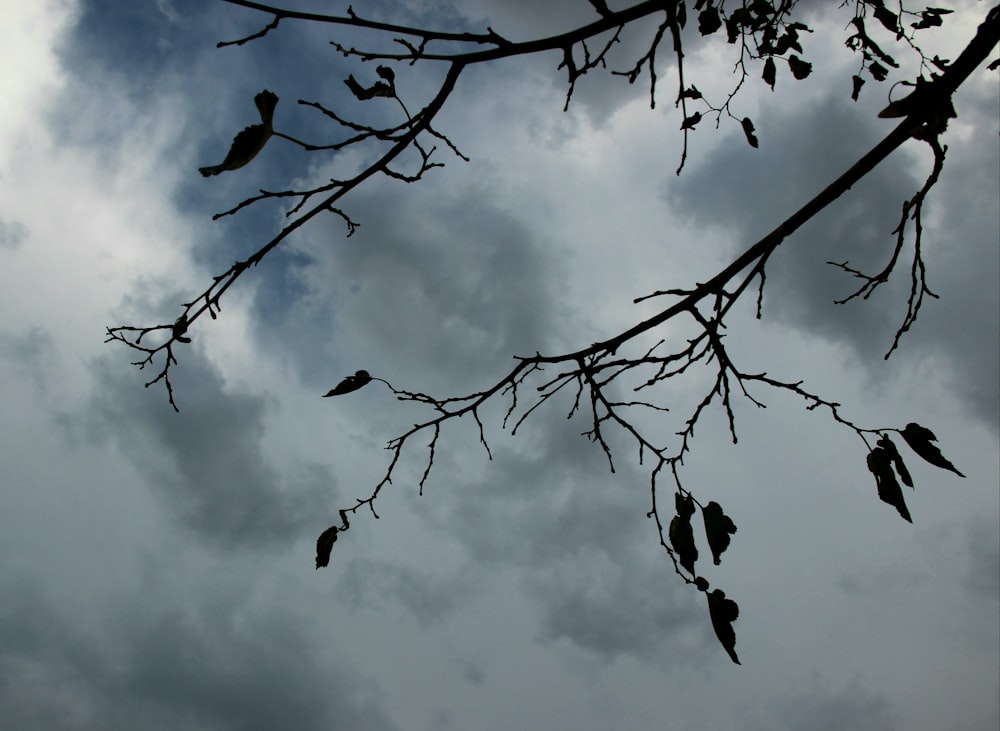 葉のある木の枝と背景の曇り空