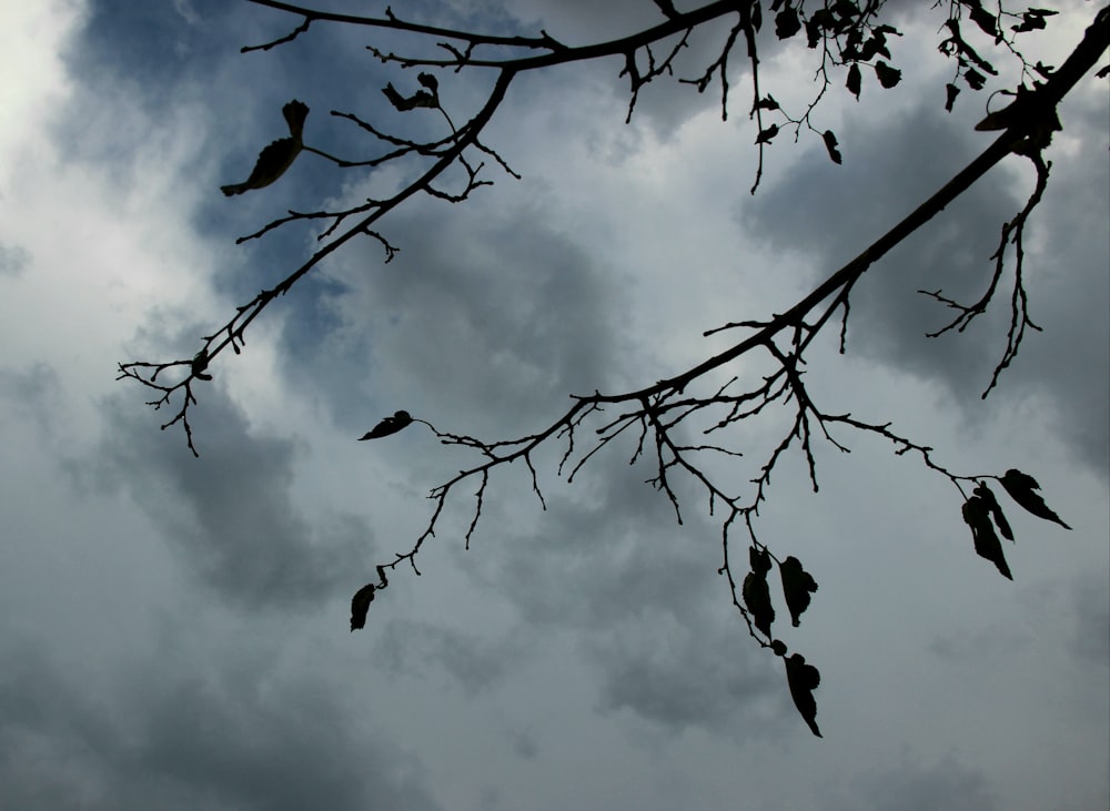 a tree branch with leaves and a cloudy sky in the background