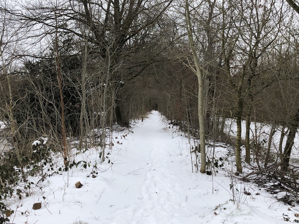 a path in the woods is covered in snow