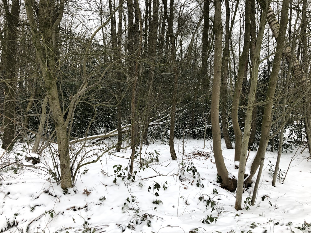 a forest filled with lots of trees covered in snow