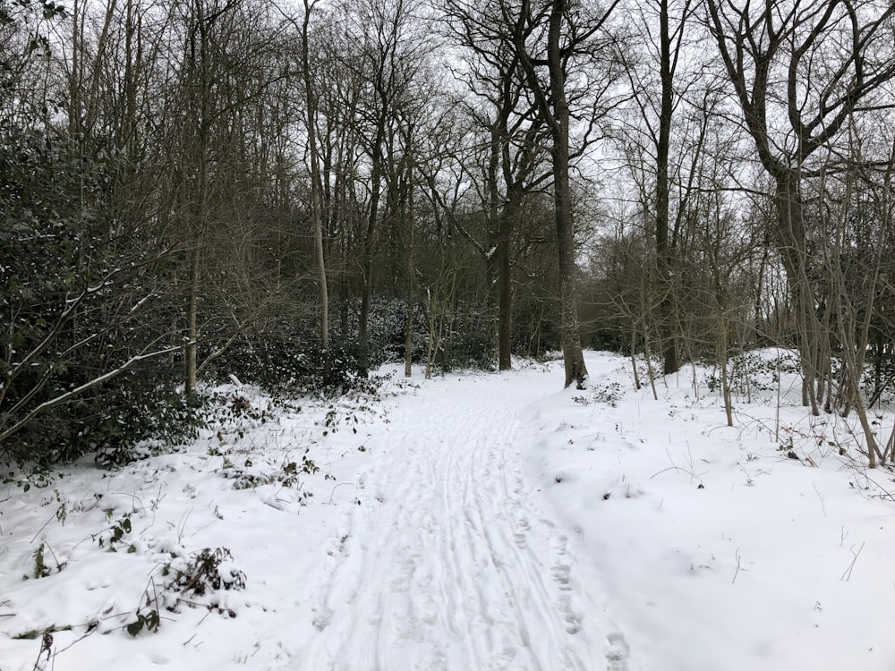 a trail in the woods is covered in snow