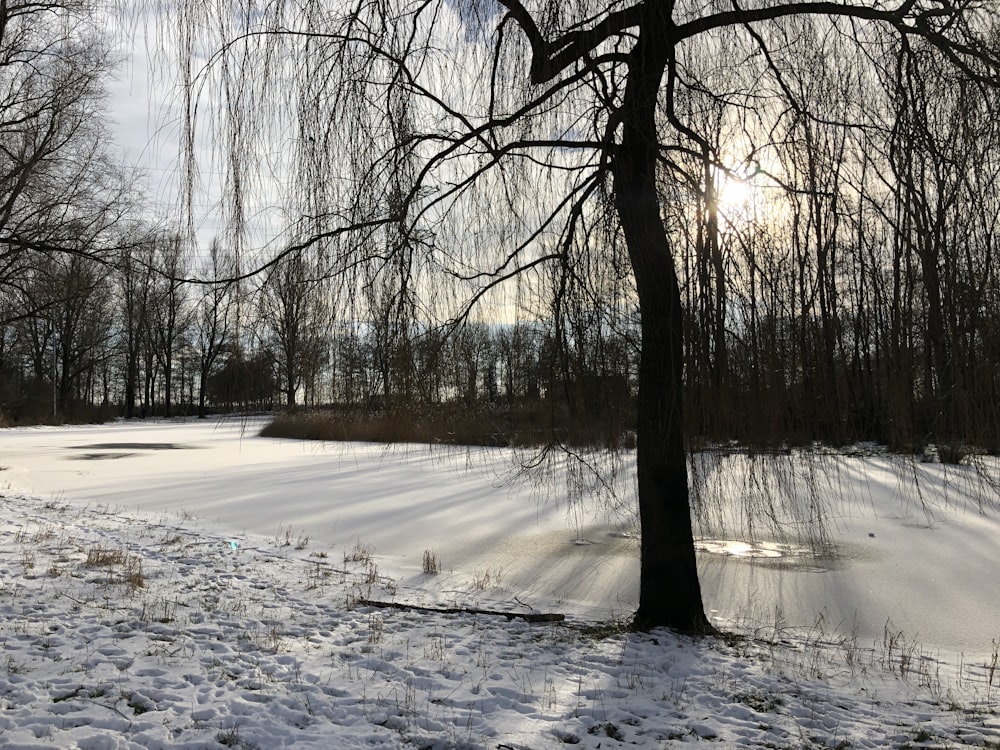 a snow covered field with trees and a pond