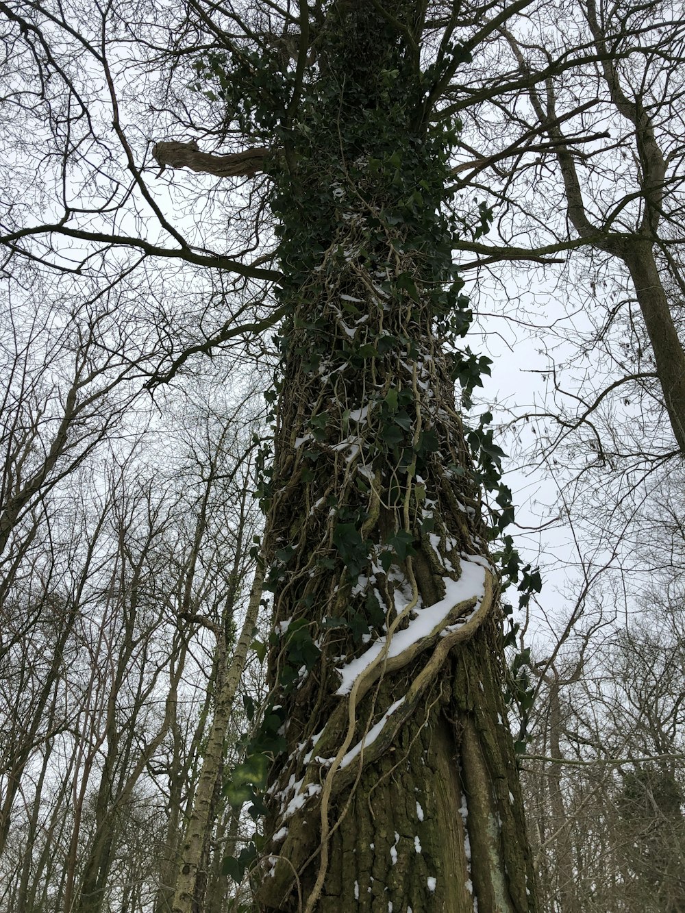 a large tree covered in vines and snow