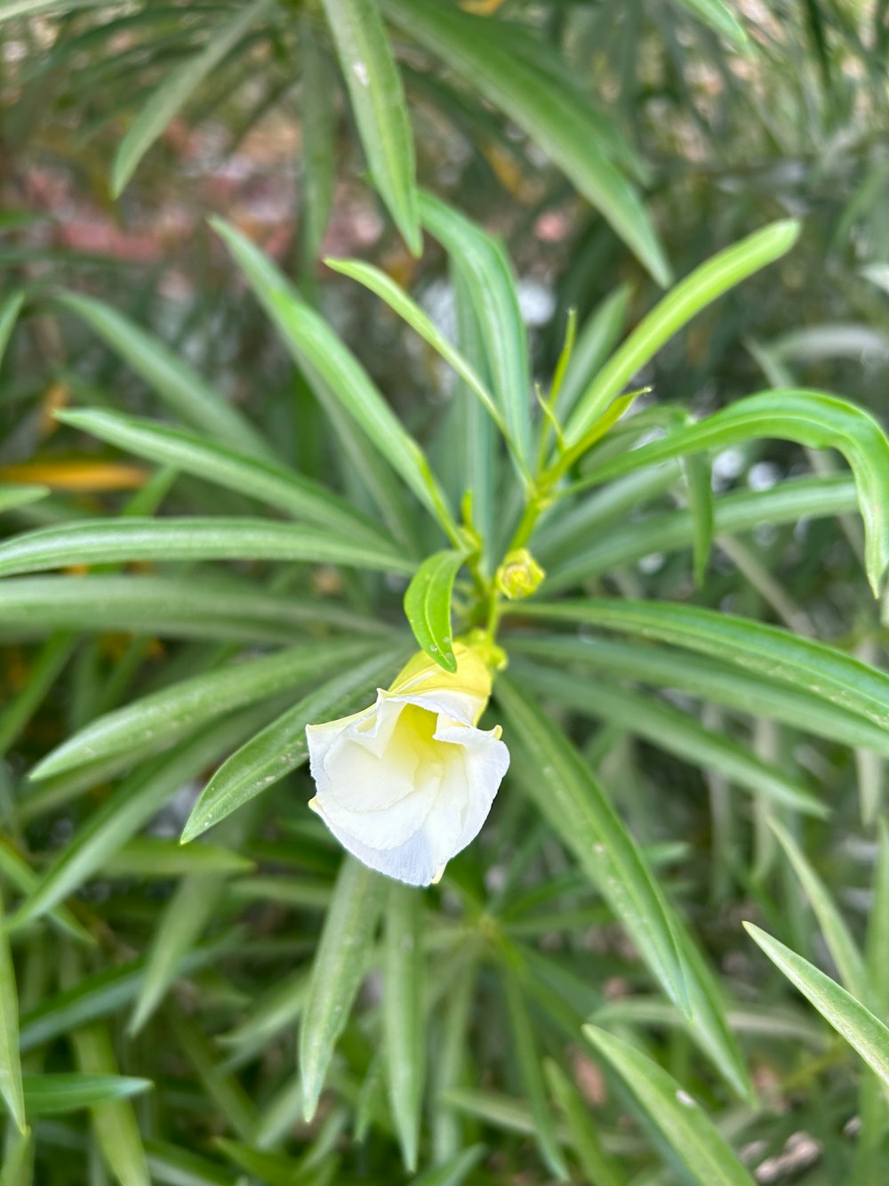 a white flower with a yellow center on a plant