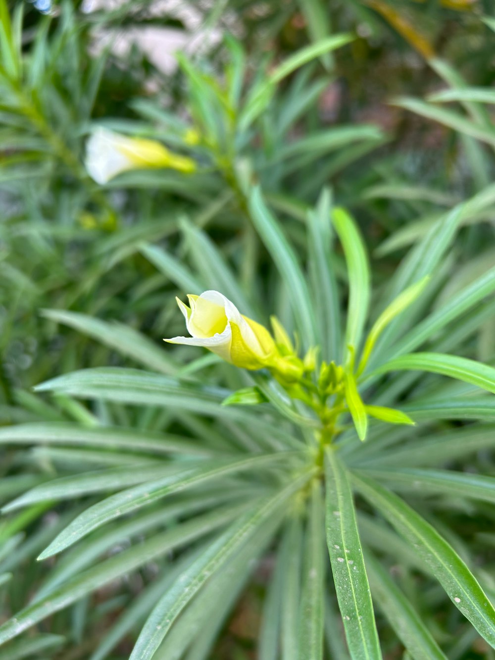 a close up of a yellow flower on a plant