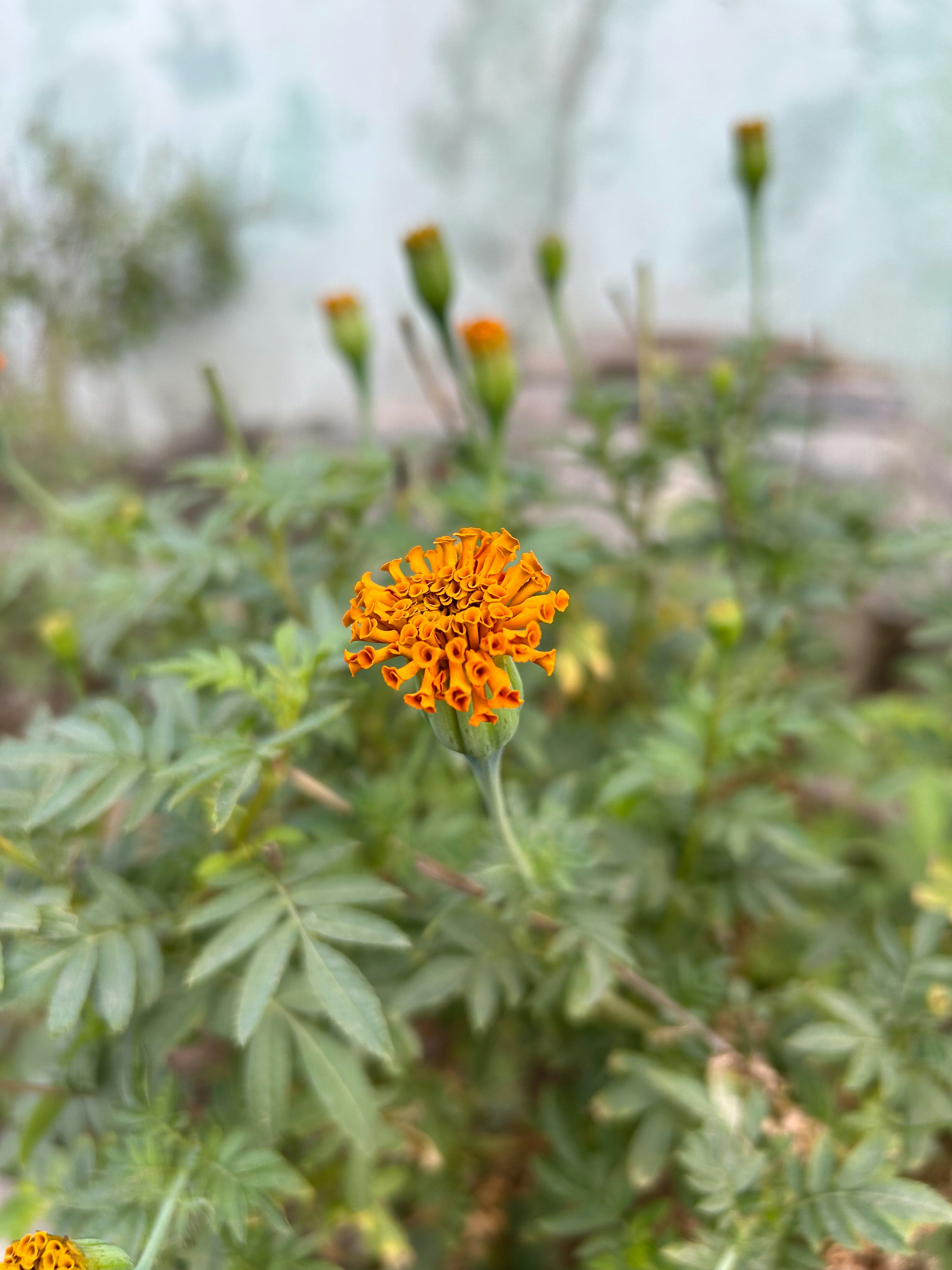 Photo by mahakrishan21