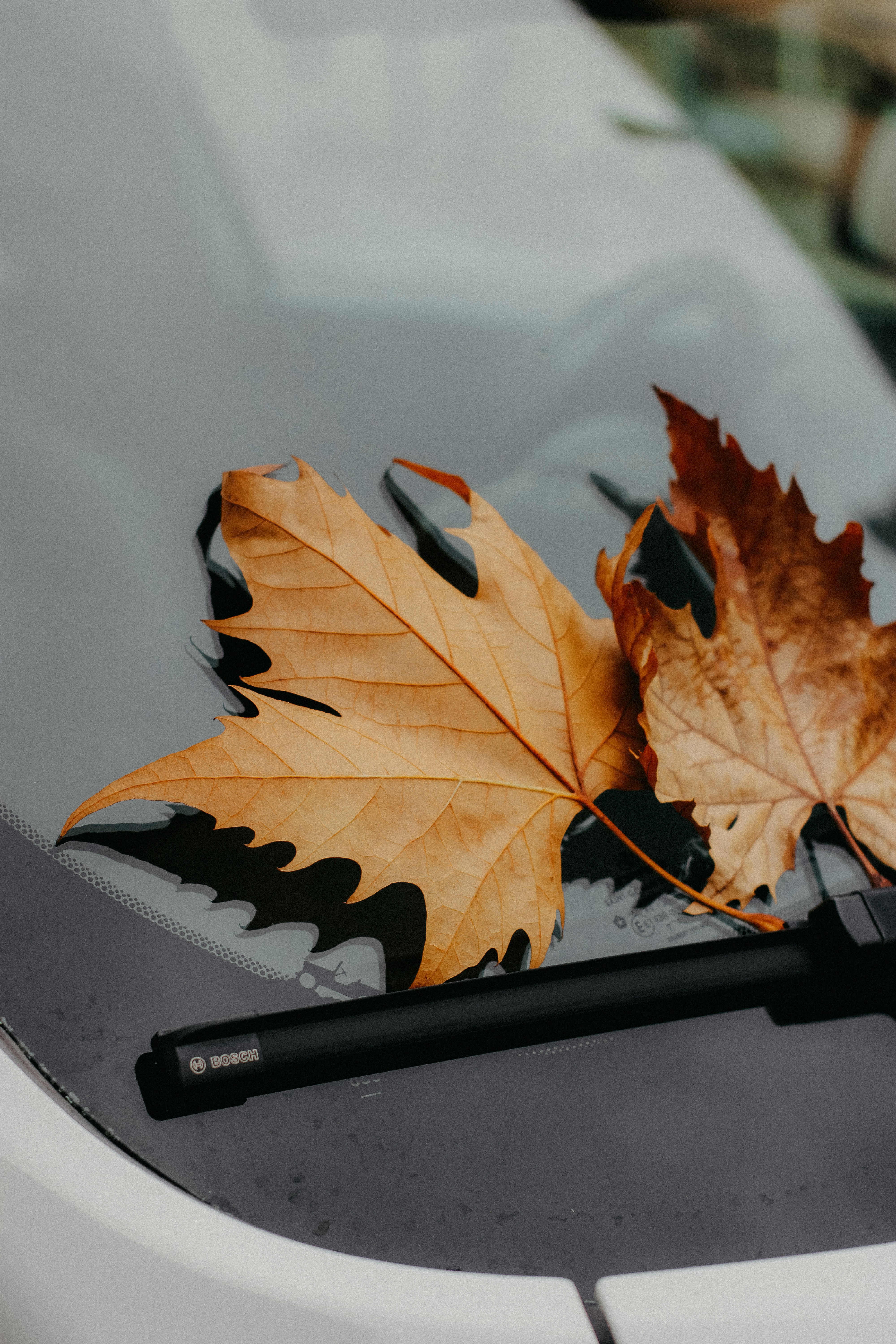 fall car check