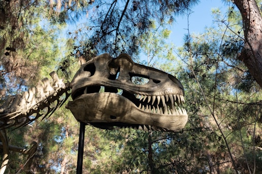 A large dinosaur skeleton head, suspended among the trees. The teeth of the dinosaur are prominently displayed, and the skeletal head is attached to a vertebrae-like structure. The background consists of dense green foliage with sunlight filtering through the leaves.