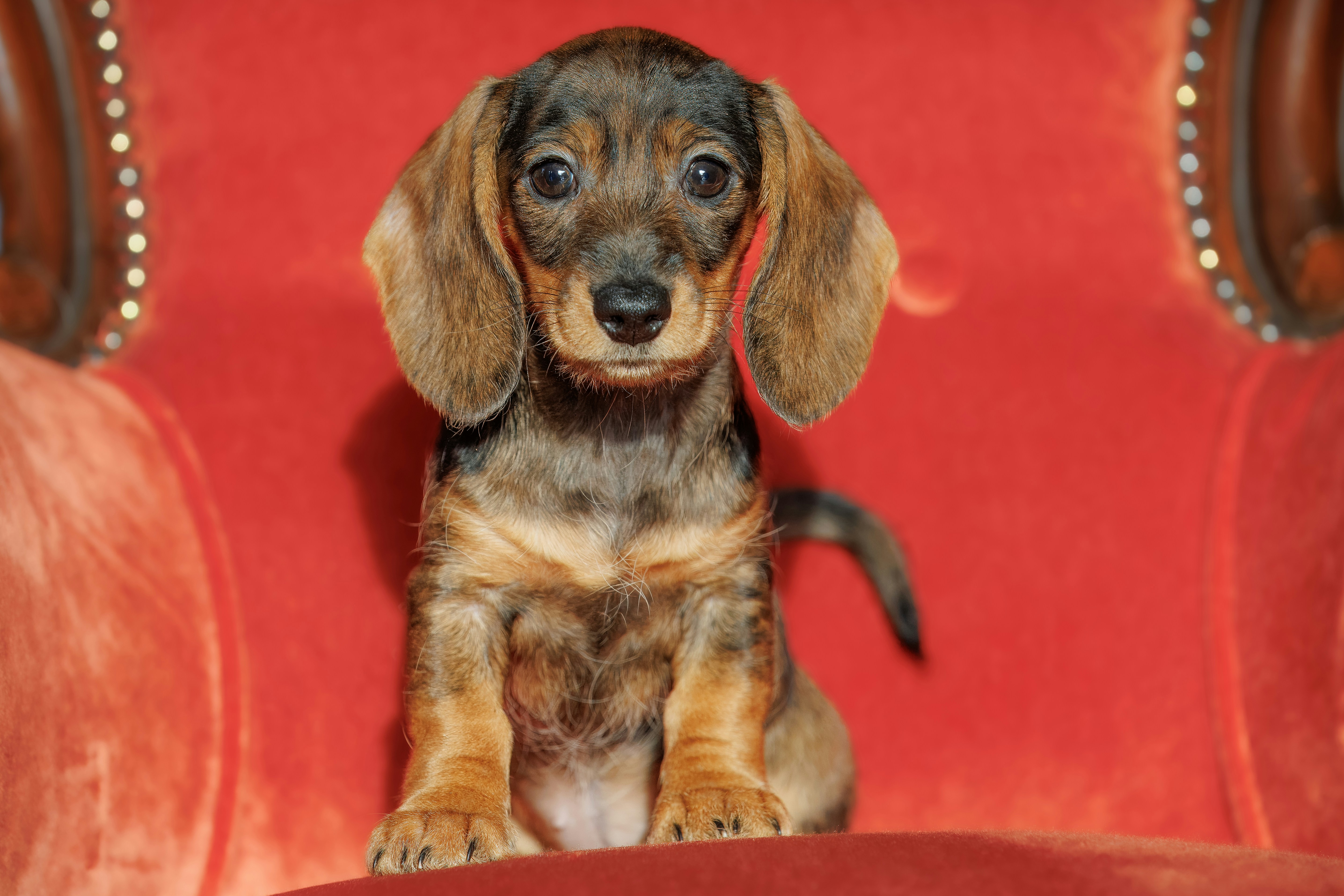a small brown and black dog sitting on top of a red chair