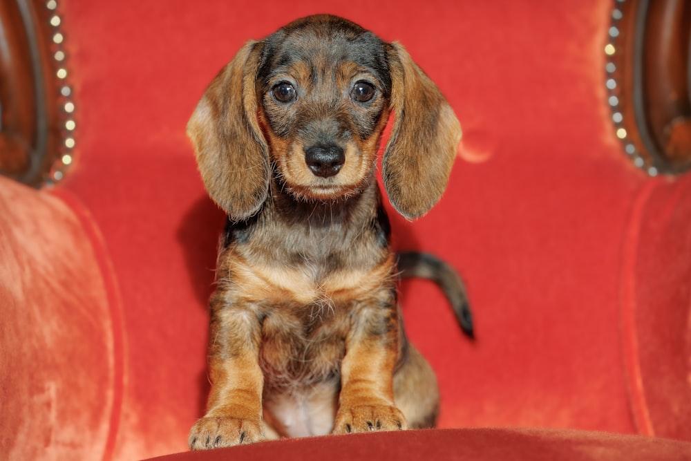 a small brown and black dog sitting on top of a red chair