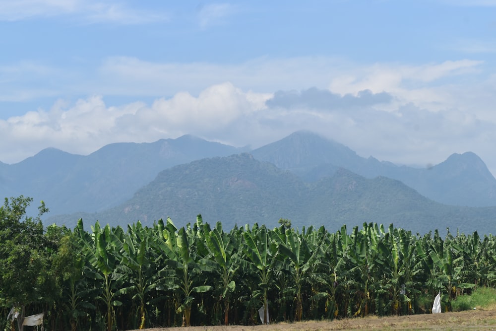 a field of banana trees with mountains in the background