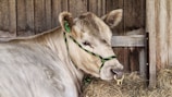 A cow with light brown fur is standing indoors against a wooden wall. It is wearing a black and green halter, with a brass ring attached to its nose. The cow is surrounded by hay, creating a rustic farm setting.