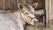 A cow with light brown fur is standing indoors against a wooden wall. It is wearing a black and green halter, with a brass ring attached to its nose. The cow is surrounded by hay, creating a rustic farm setting.