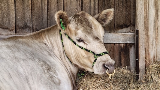 A cow with light brown fur is standing indoors against a wooden wall. It is wearing a black and green halter, with a brass ring attached to its nose. The cow is surrounded by hay, creating a rustic farm setting.