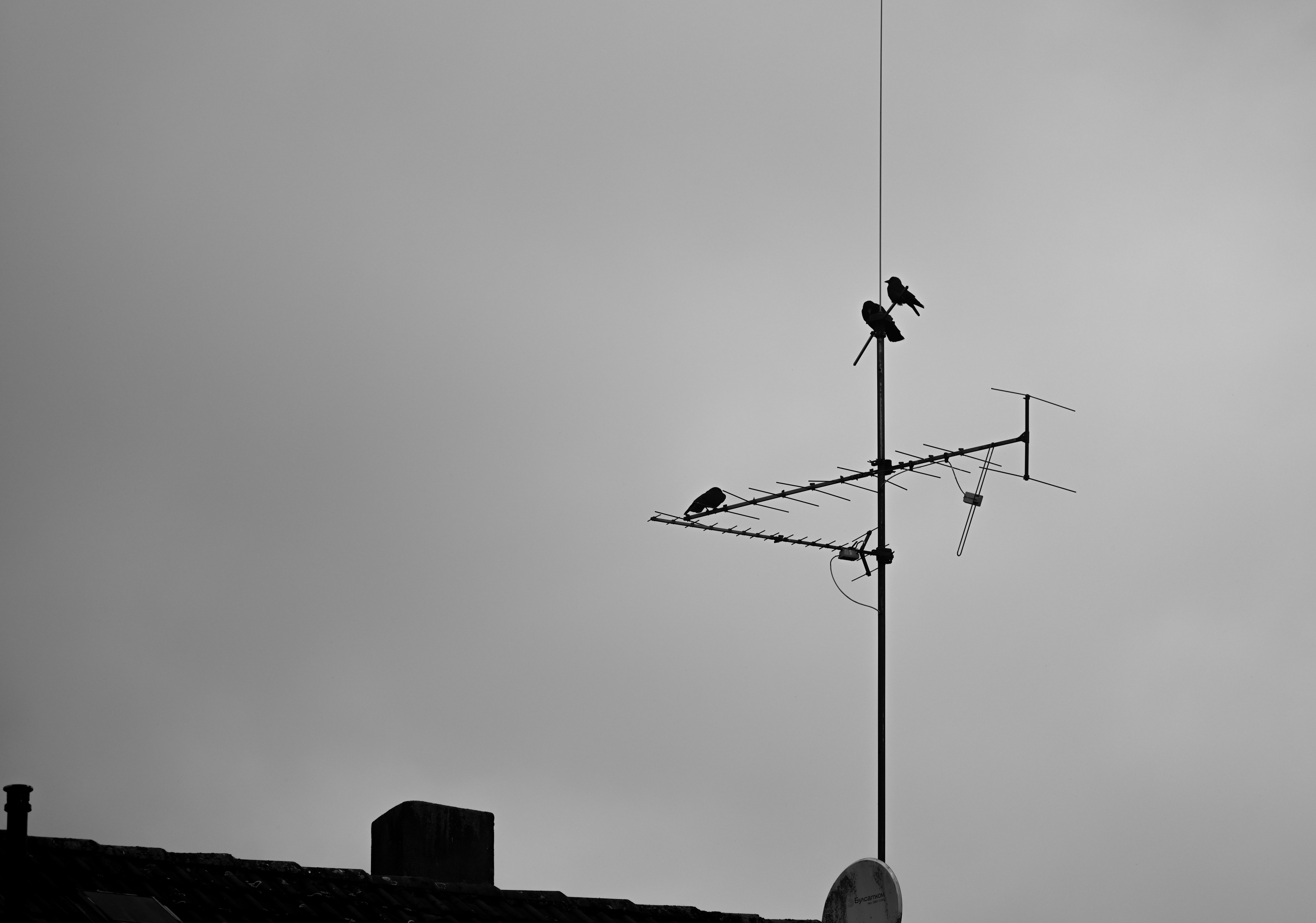 bird diverter installation