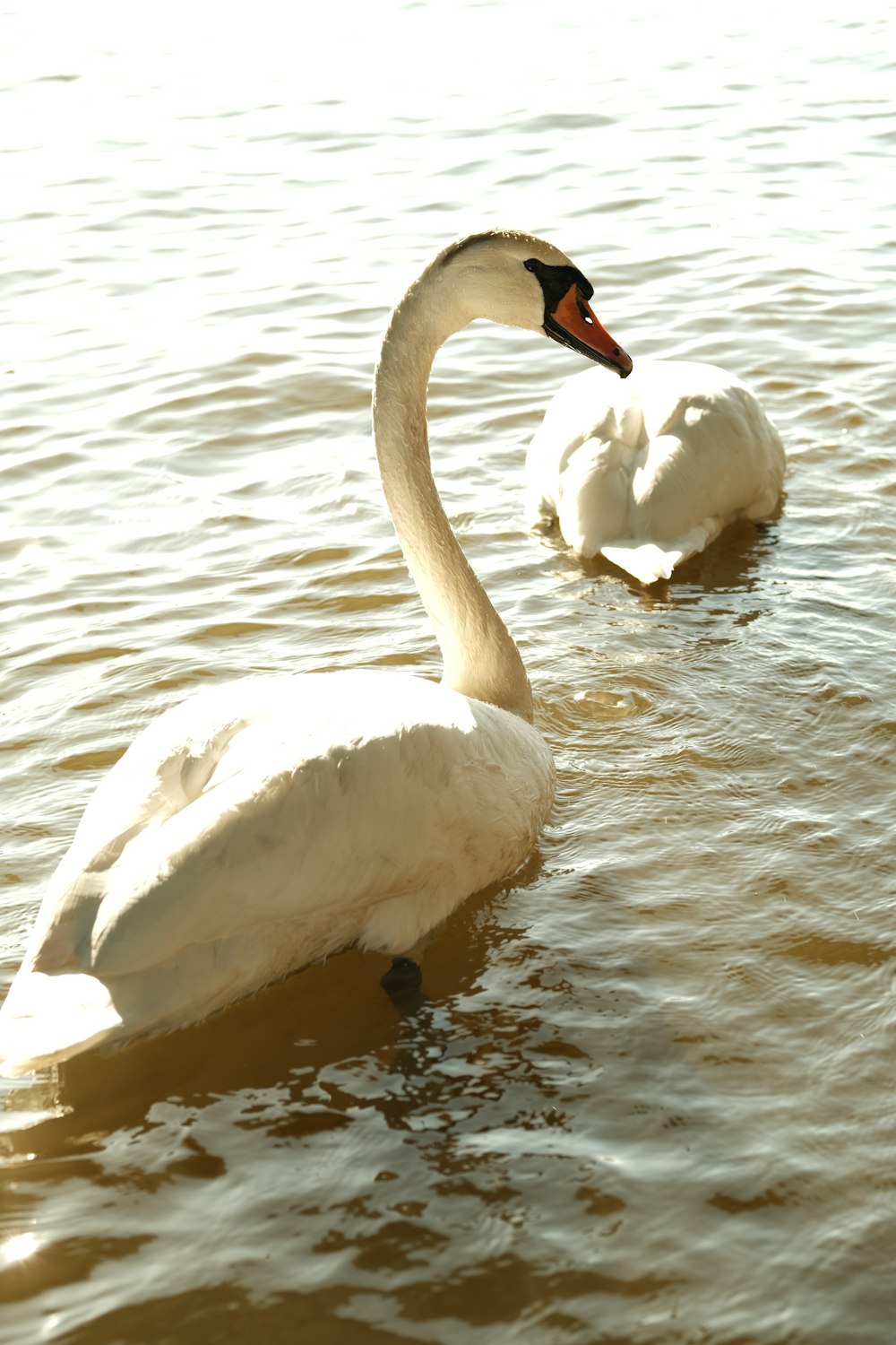 a couple of white swans swimming on top of a lake