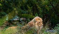 A lush view of the Sasan Gir forest with a glimpse of a Asiatic lion resting under the trees.