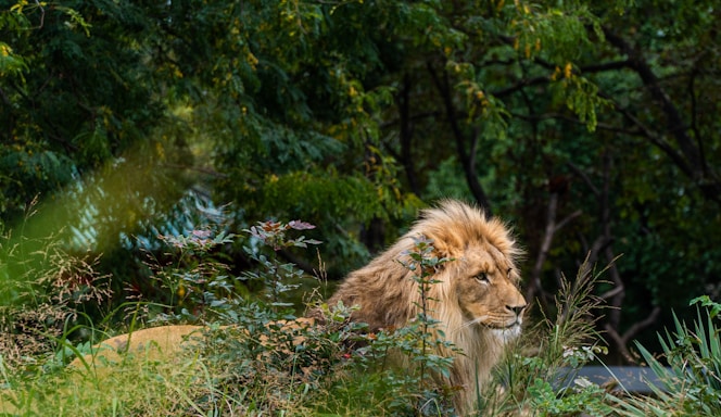 A majestic lion standing proudly in a lush green landscape.