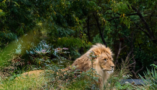 A majestic lion rests in a lush, green forest setting surrounded by various plants and foliage. Its golden mane contrasts with the rich greens and browns of the natural environment.