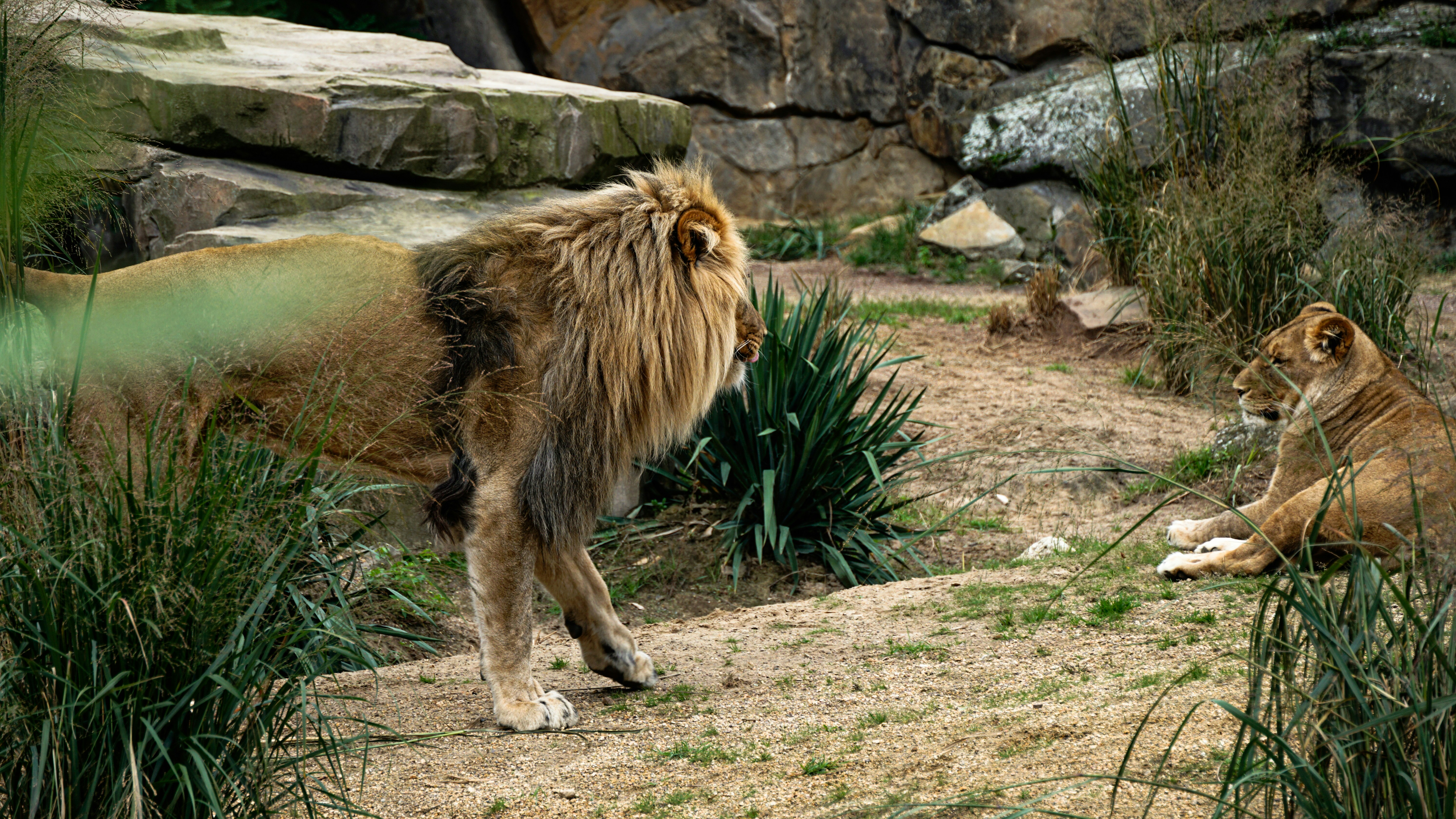 American Lion: Bigger Than Any Cat Alive Today (image credits: unsplash)