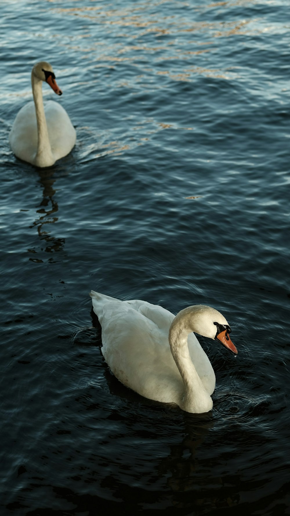 two white swans swimming in a body of water