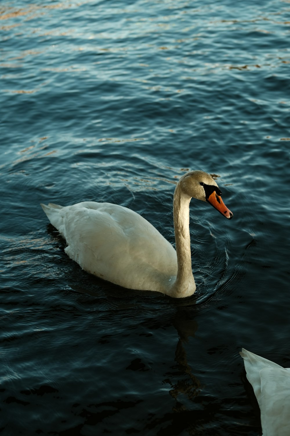 a white swan swimming on top of a body of water