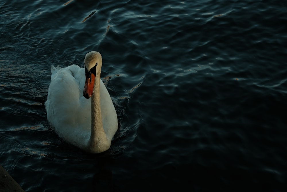 a white swan floating on top of a body of water