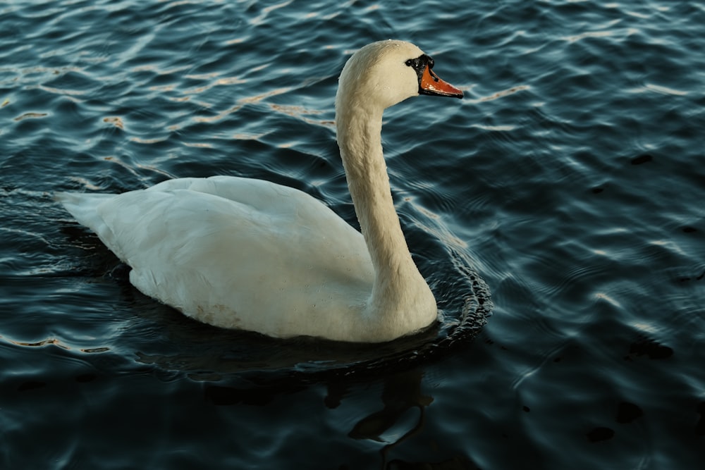 a white swan floating on top of a body of water