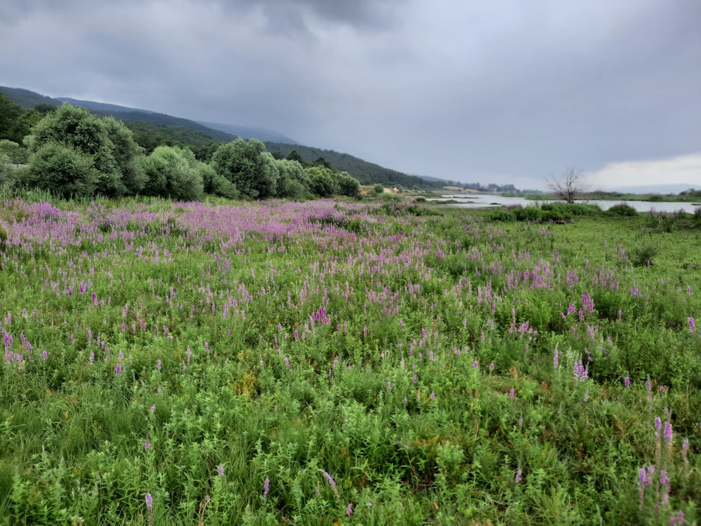 a field of purple flowers under a cloudy sky