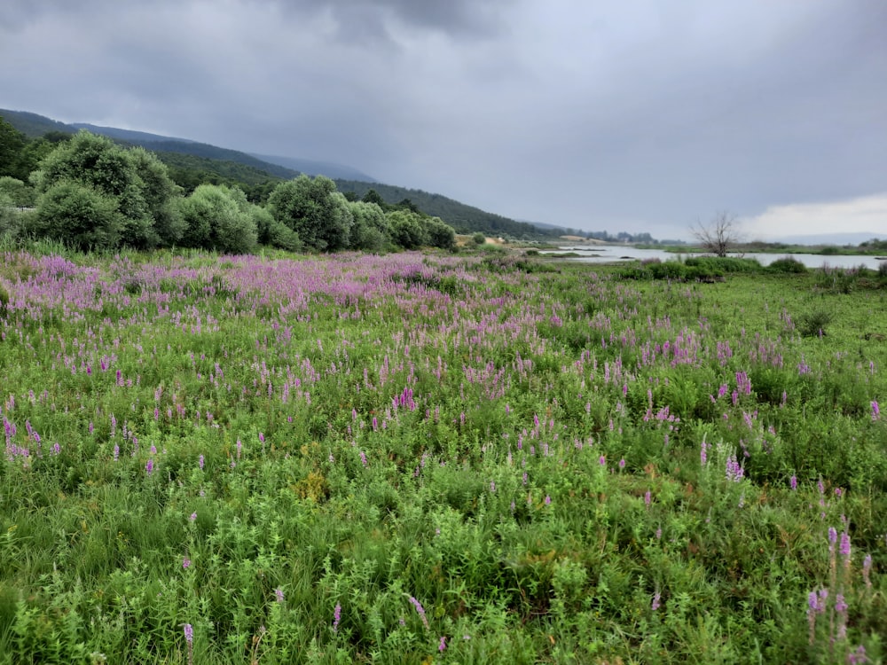 ein Feld mit violetten Blumen unter einem bewölkten Himmel