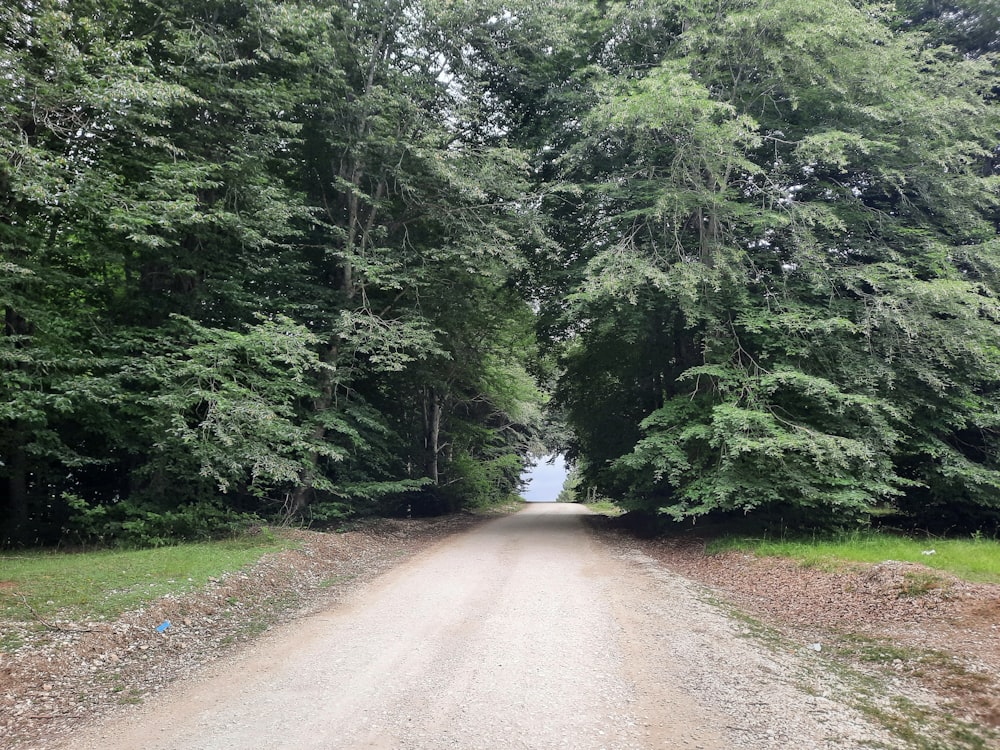 una strada sterrata circondata da alberi ed erba