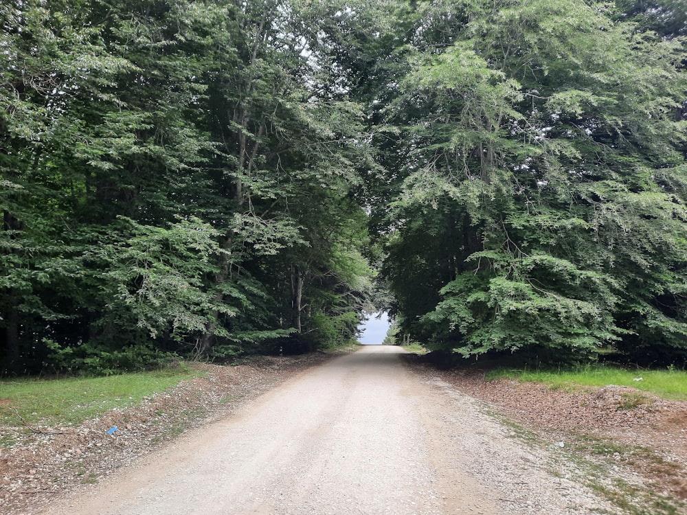 a dirt road surrounded by trees and grass