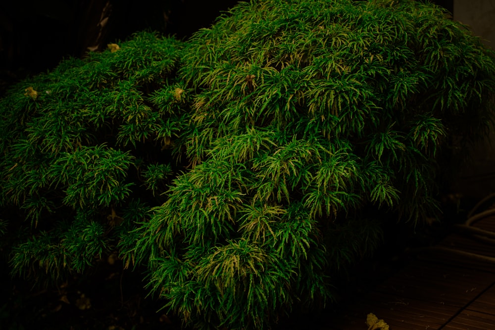 a close up of a tree with green leaves