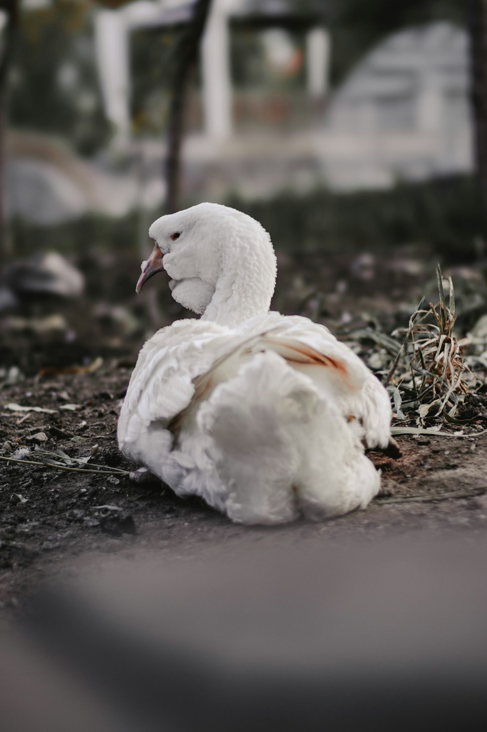 a white bird is sitting on the ground