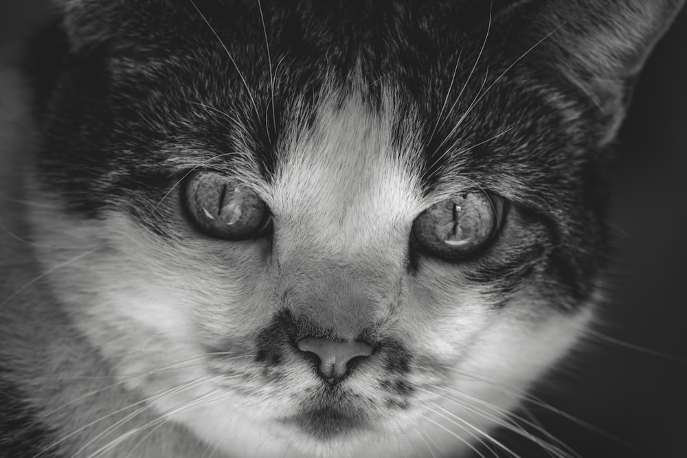 a black and white photo of a cat's face