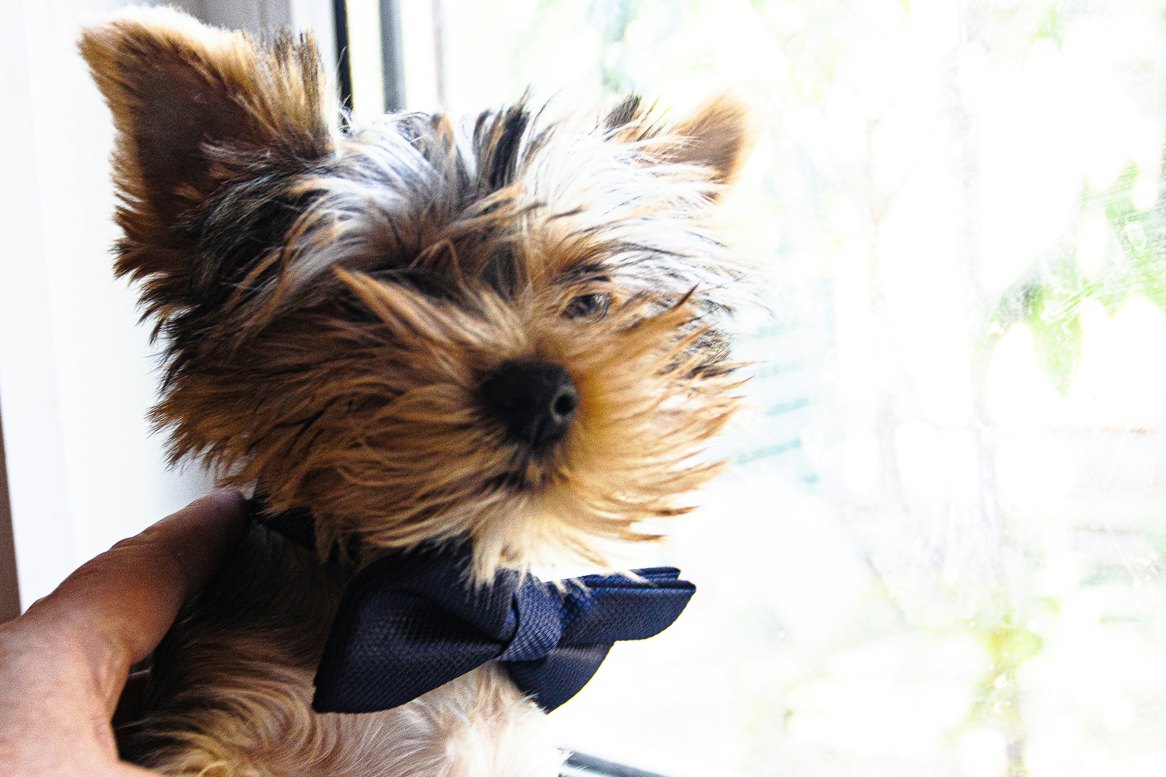 Dapper Dog Tie