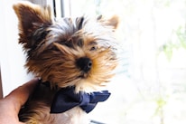 Close-up of a small dog wearing a stylish, handmade pet tie in a sunny room.