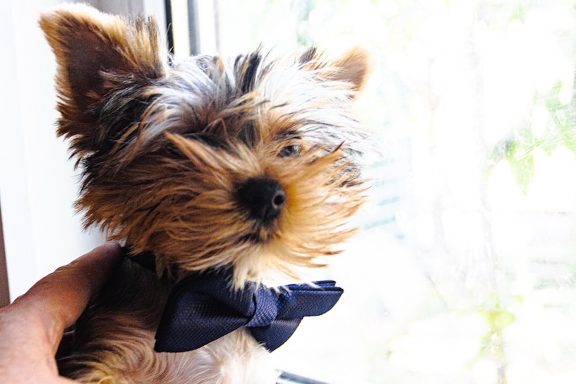 A small dog wearing a handmade green bow tie sitting on a wooden floor.