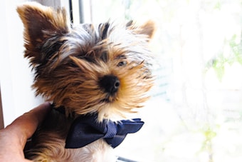 A small, fluffy dog with a mix of brown and black fur is wearing a dark blue bow tie. The dog is being held by a hand and is positioned near a bright window, which creates a soft, light-filled background.