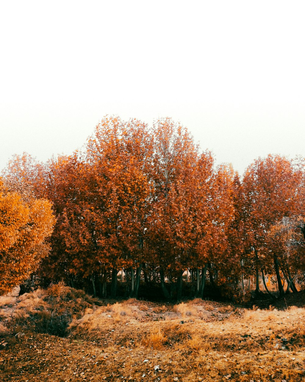 a group of trees that are in the grass