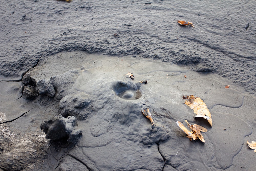 a small hole in the sand with leaves on it