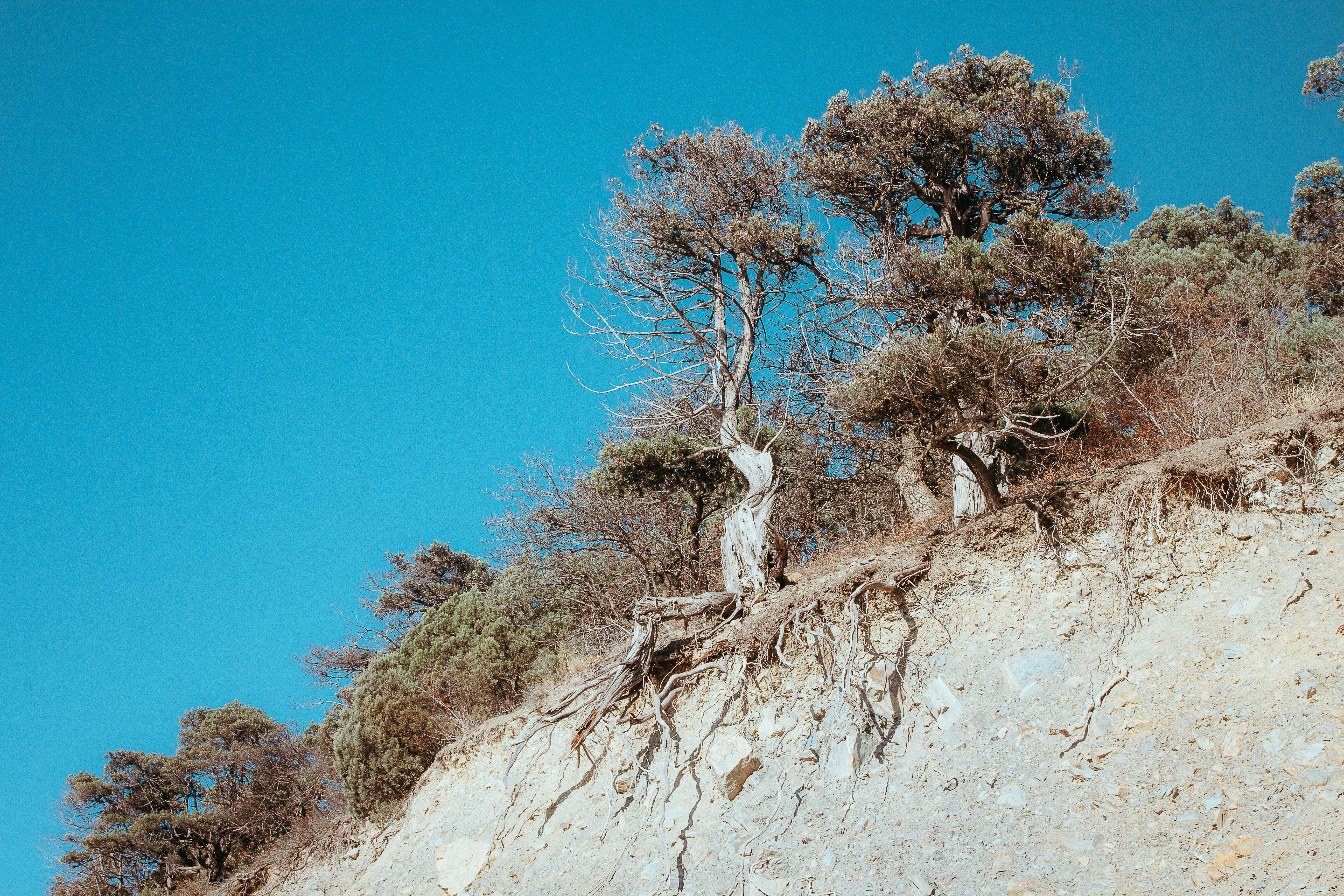 a group of trees growing on the side of a cliff