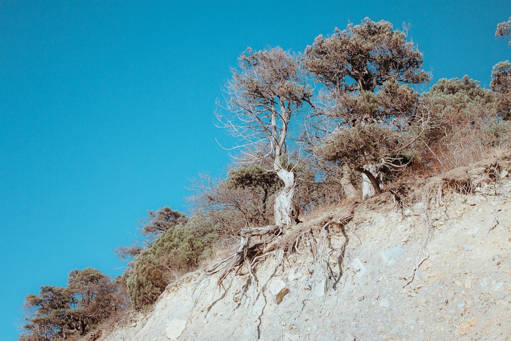 a group of trees growing on the side of a cliff