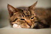a close up of a cat laying on a bed