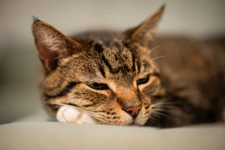 a close up of a cat laying on a bed
