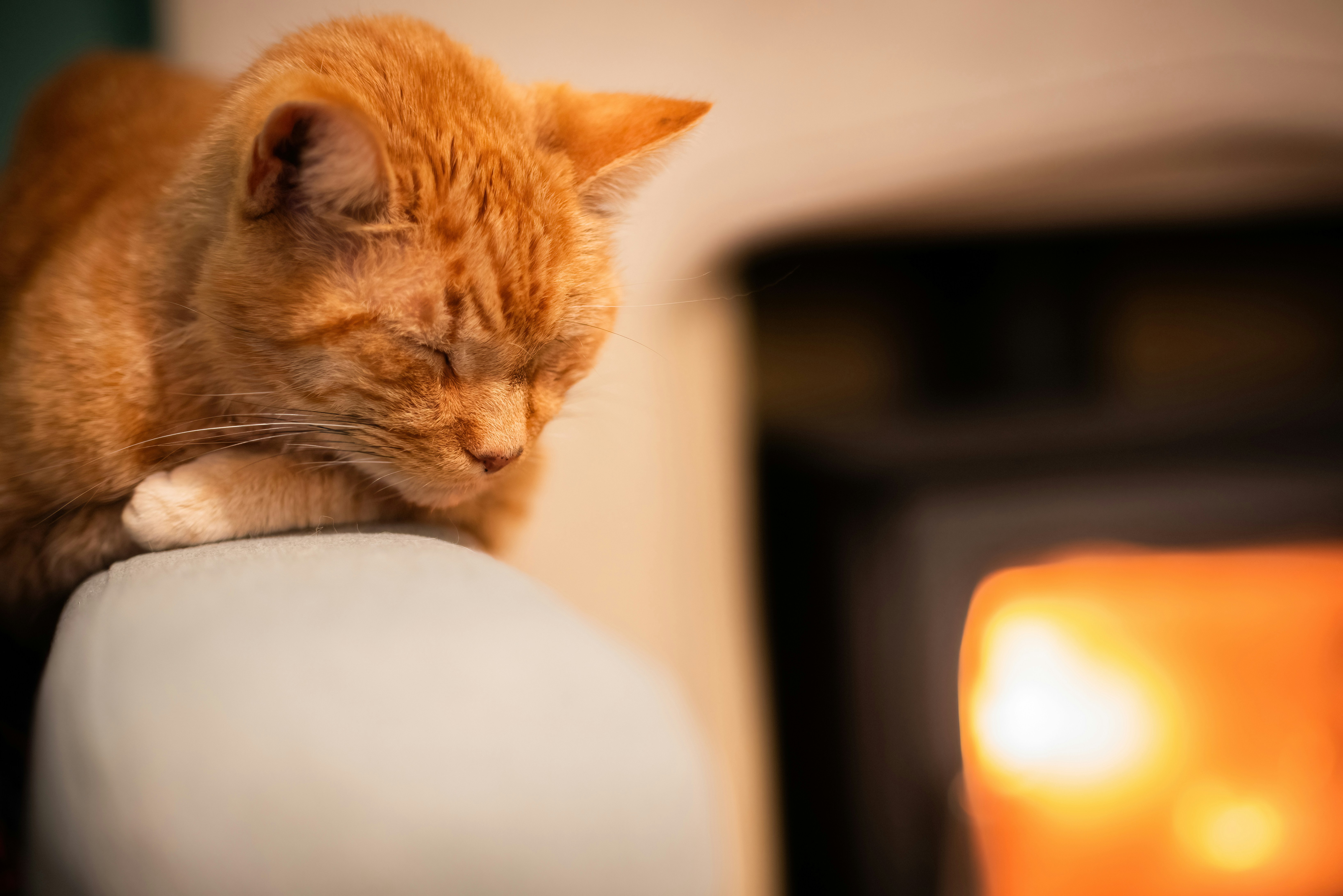 The Attraction to Radiators and Heaters (image credits: unsplash)